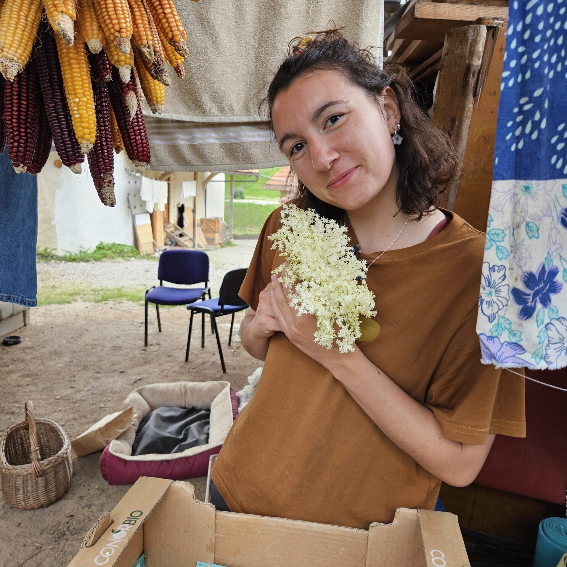 Preparing the elderflower