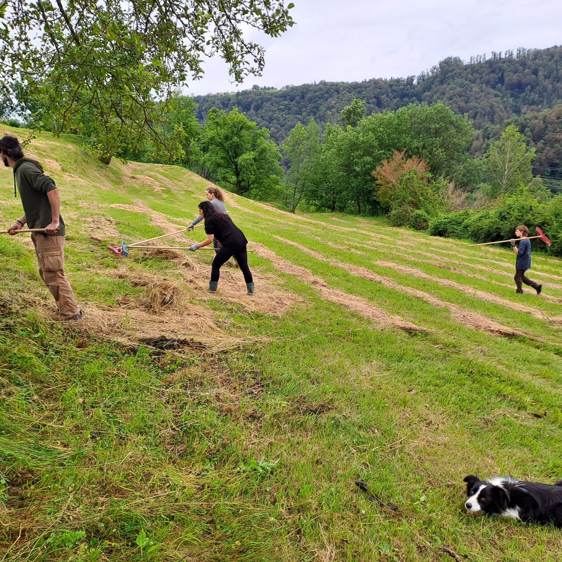 Volunteers raking the grass from the meadow