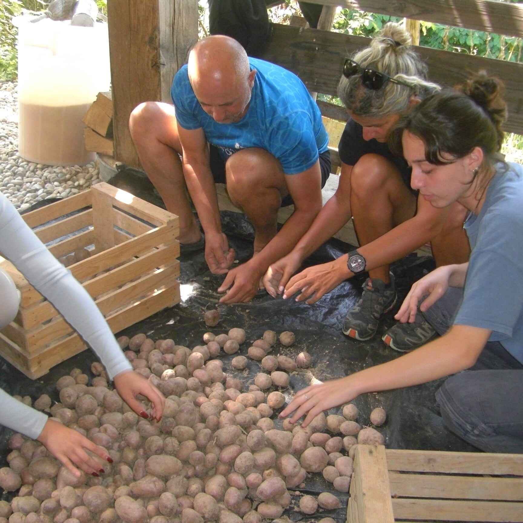 Separating potatoes into categories