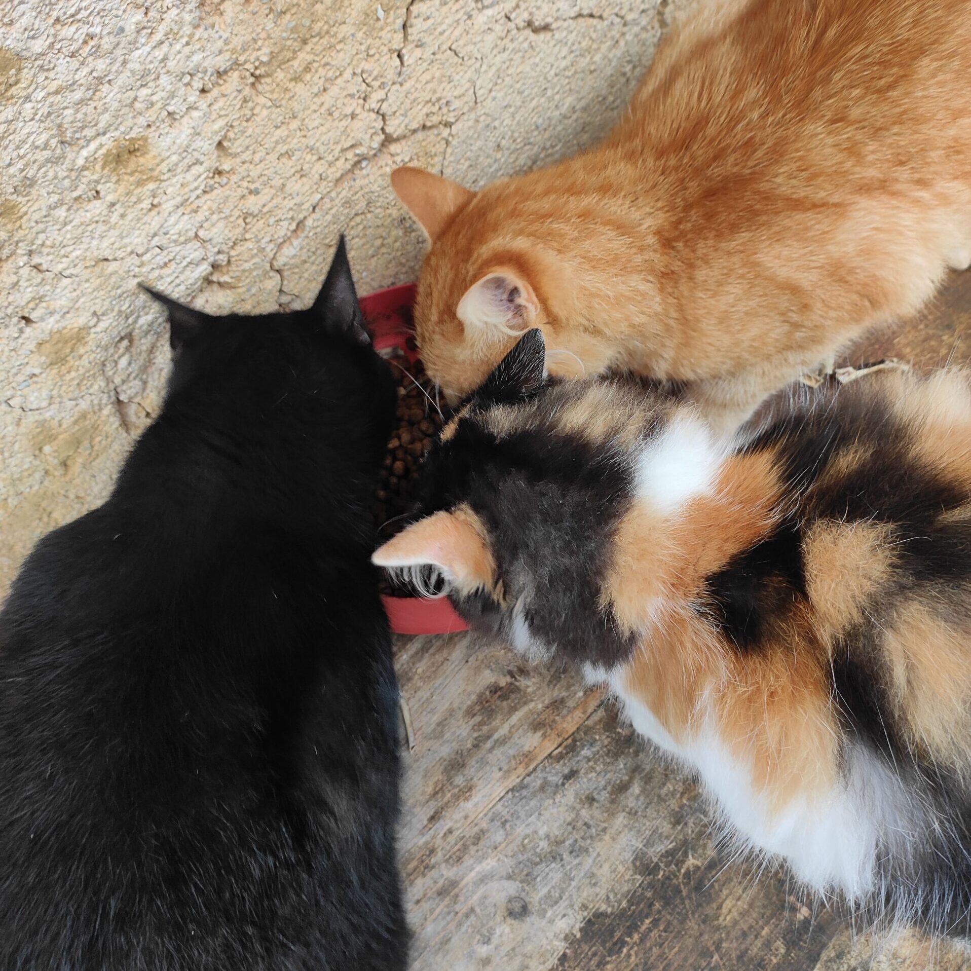 3 hungry cats having their breakfast