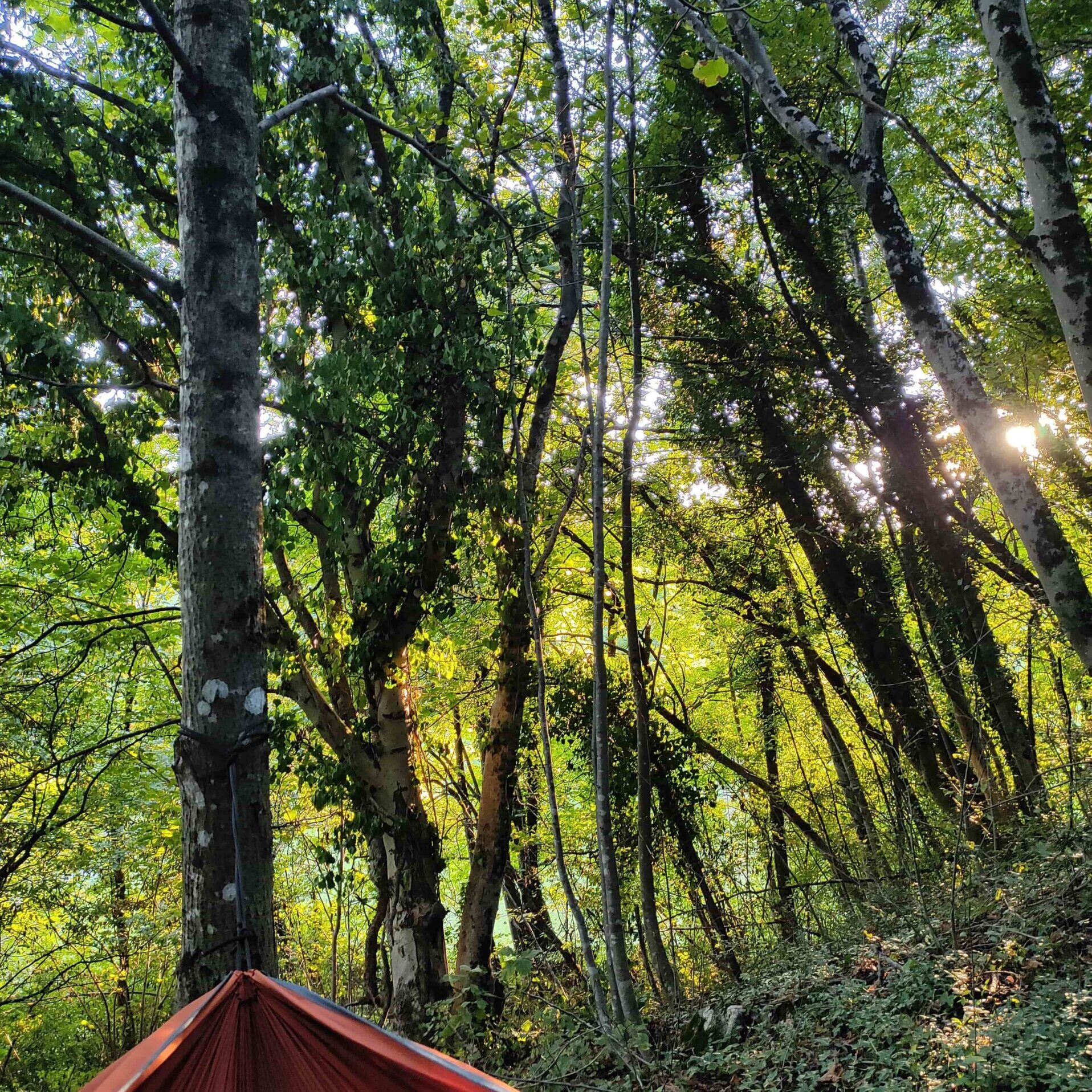 Enjoying some solo hammock time in the forest