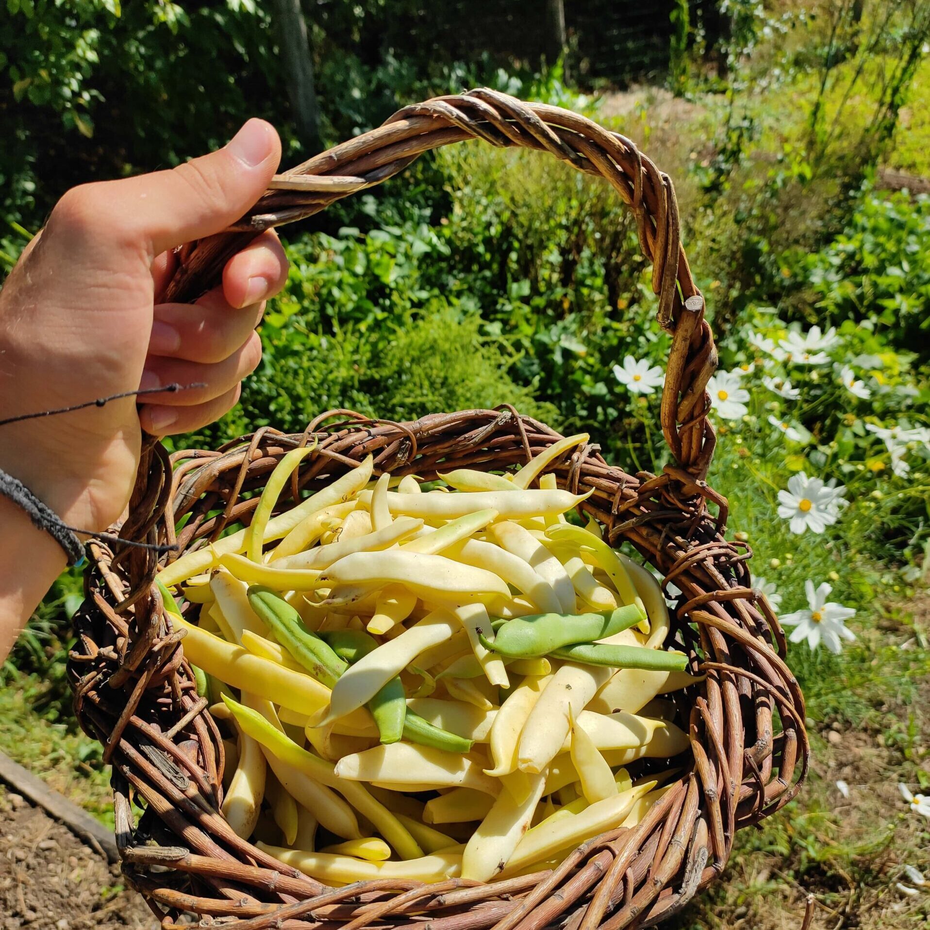 Picking green beans - the aesthetic way