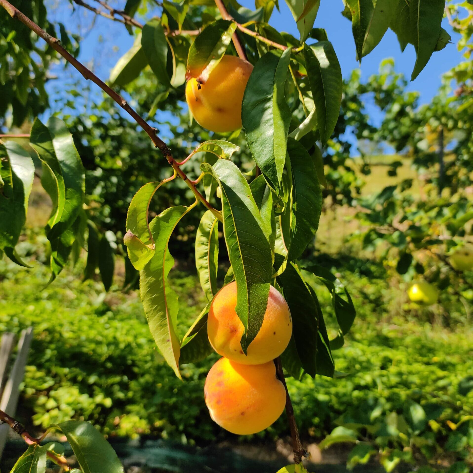 Those beautiful little peaches