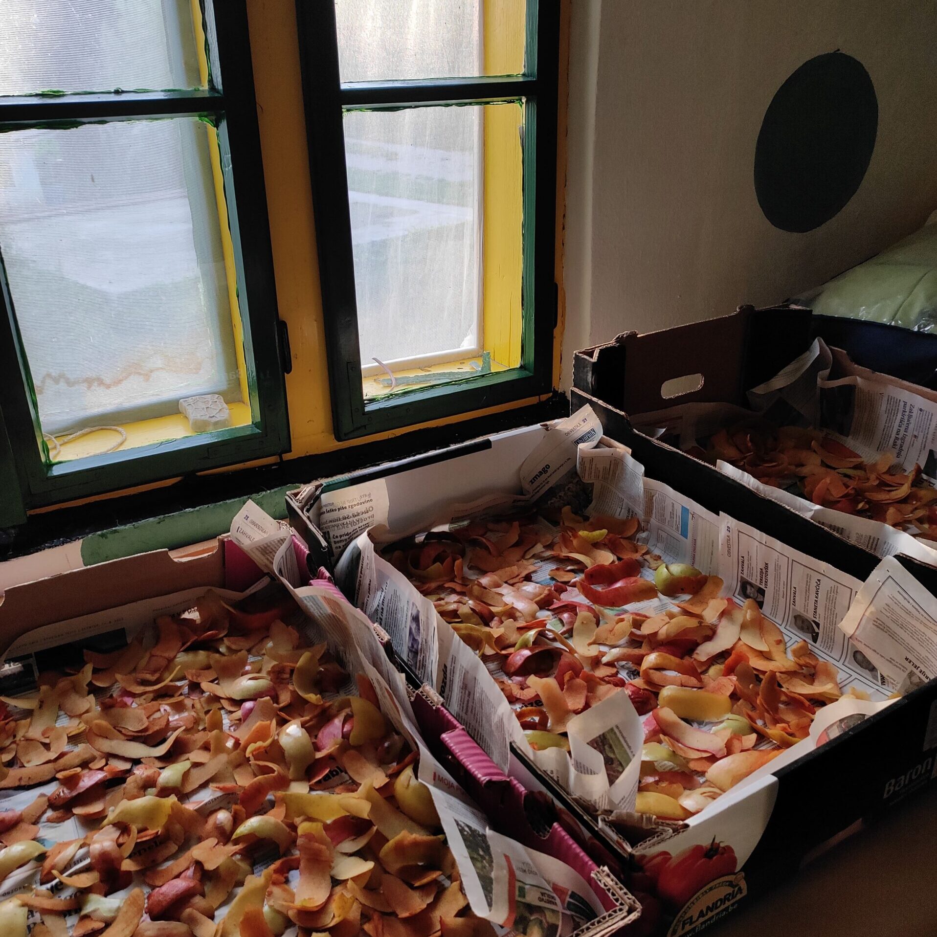 Drying some apple peels for tea