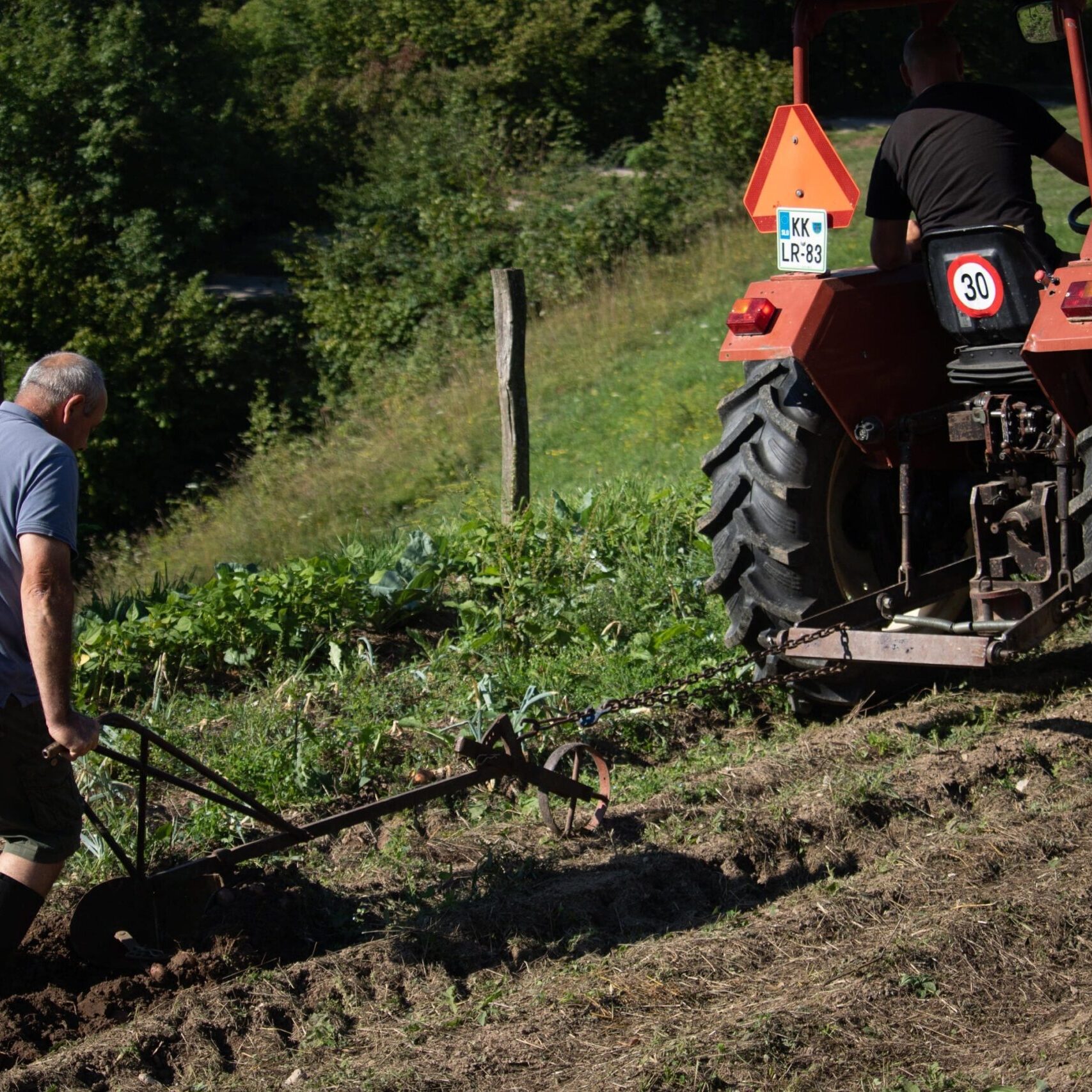 Digging potatoes with the neighbor