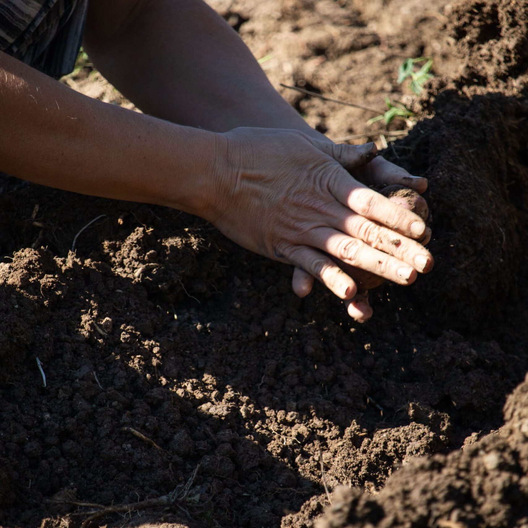 Potato action 2025 in details