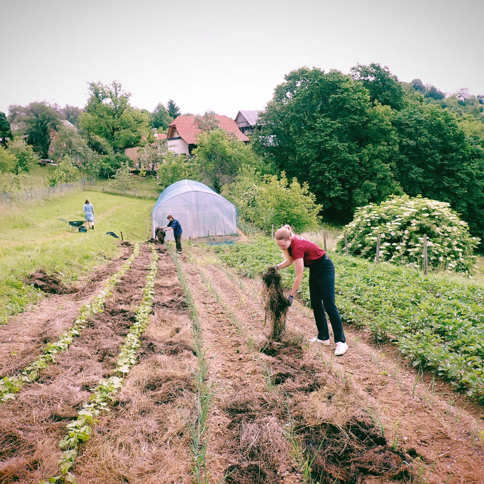 Volunteers mulching the big field