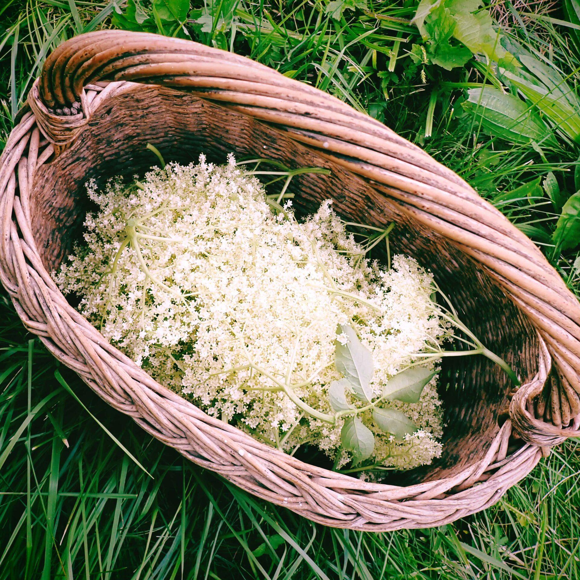 Picking elderly flower for some aromatic syrup