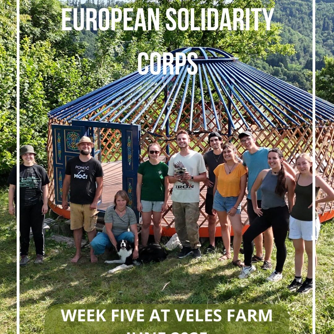 European Solidarity Corps week 5 at Veles Farm - June 2025